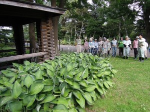 あずまや前のギボウシ