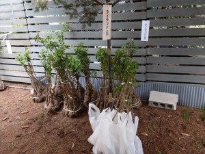 ライラック苗　白