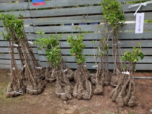 ライラック　紫