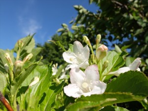 150620-153114-DSCF0217_R