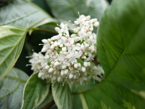 150704-120727-DSCF1108_R