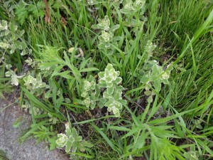 150704-141059-DSCF1178_R