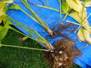 150905-104746-DSCF1732_R