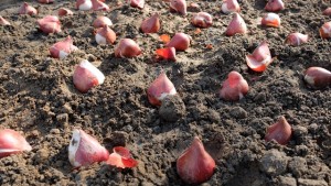 151017-131715-DSCF2139_R