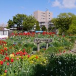 コスモスふれあい花壇20150510