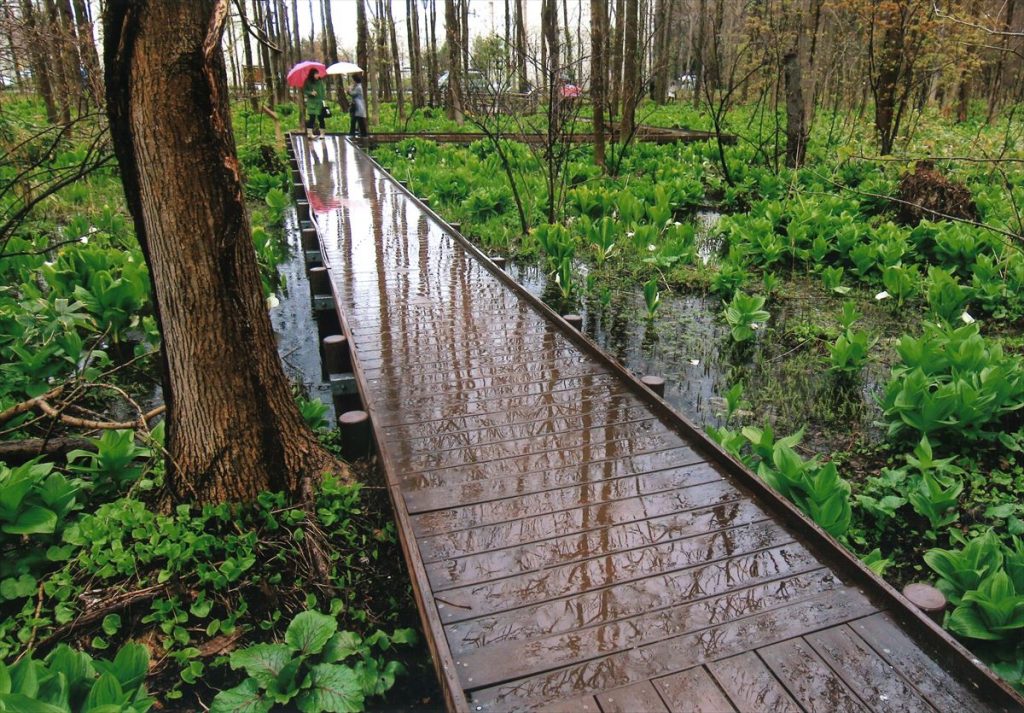 %e5%9b%9b%e5%84%aa145%e3%80%8c%e9%9b%a8%e3%81%ae%e3%82%ad%e3%83%a3%e3%83%b3%e3%83%90%e3%82%b9%e3%80%8d%e5%b1%b1%e5%b4%8e%e4%b9%85%e5%ad%90trimmed_r