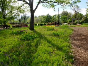チューリップとムスカリの様子(ムスカリの道)