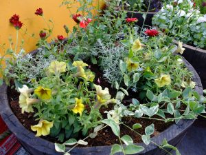 温室前コンテナ樽