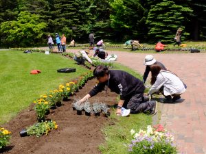 一年草花壇 植え込みの様子