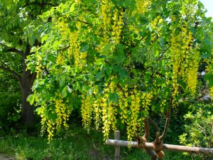 百合が原公園で開花中のキングサリ