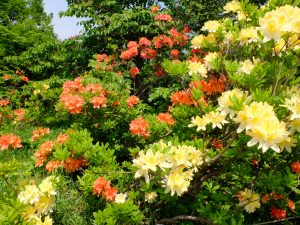 百合が原公園で開花中のツツジ