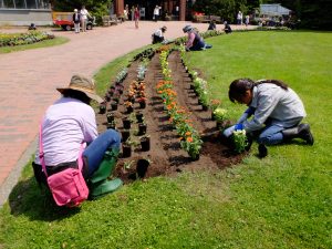 苗を植えこむ様子