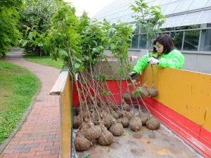 エゾヤマザクラの苗木