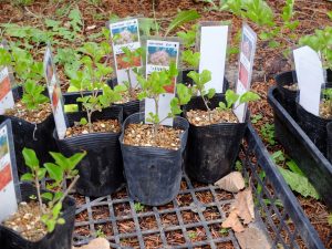 ライラック（パリピン）の苗木