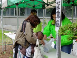 苗木引換の様子(ライラック)