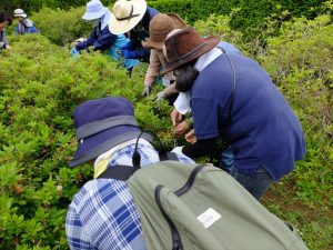 花柄摘みの様子