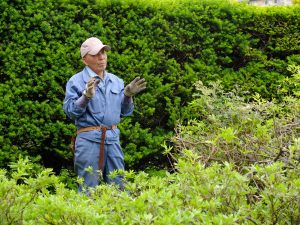 花木の剪定の講師　鮫島さん