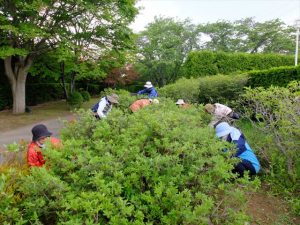 剪定作業の終盤