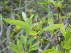 ヨドガワツツジの花柄
