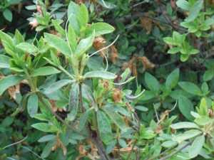 リュウキュウツツジの花柄