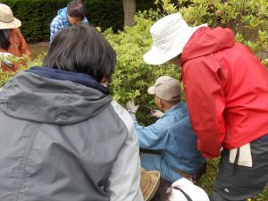 古枝や混み枝の剪定