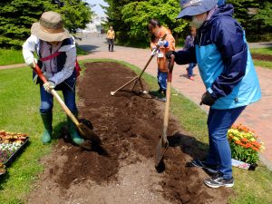施肥後、土を掘り起こし、レーキで均している様子