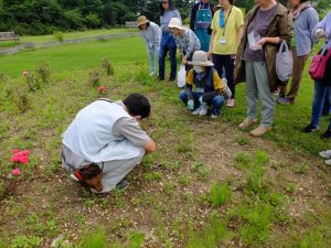 挿し木で育てたバラの様子