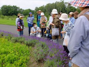 挿し木にするラベンダーの採取の仕方について説明する様子