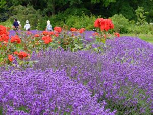 かおりの庭の満開のラベンダーとバラ