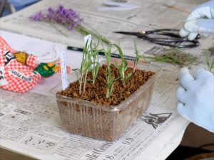 ラベンダーの挿し木の作業