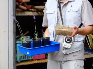 去年挿し木したラベンダーの生育の違い