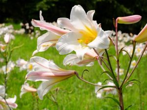 世界の百合広場 リーガルリリーの群生