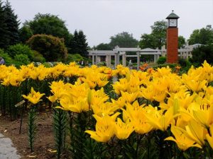 第1駐車場近くの花壇 アジアティックハイブリッド　‘バルディソール’