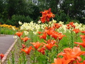 赤や白、黄色など様々なユリが満開の世界の百合広場