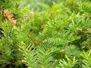 挿し木に使うイチイの緑の枝
