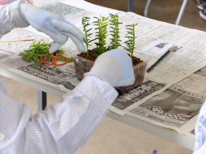 イチイの挿し木の様子