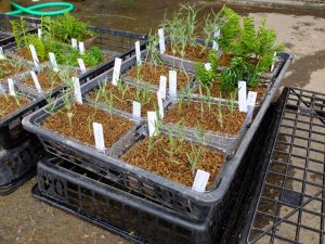 完成した挿し木