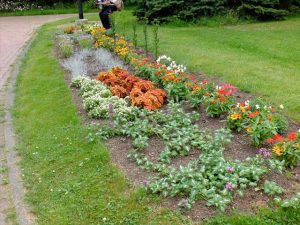 一年草花壇 株が大きくなってきました