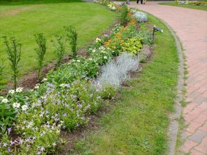 一年草花壇 7/21の様子