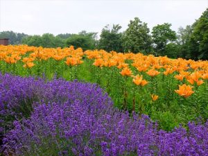 世界の百合広場　ラベンダーと百合