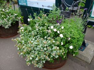 世界の庭園前のコンテナ 7/21