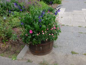 入口のボーダー花壇前のコンテナ 7/21