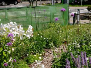 北国の花壇(北側) 白と青を基調とし冷涼な北海道をイメージ。カサブランカがきれいに咲いていました。