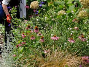 アジサイはリース材料に、エキナセアは花柄も鑑賞してもらうため摘み取らずに残しているそう。