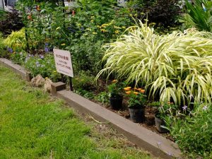 捕植の様子。なるべく目につくところに配置します。