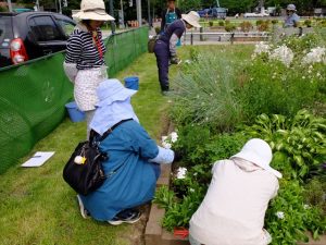 捕植の様子。どんな向きで植えるのがよさそうでしょう？通りから見る人からの目線を考えて・・・