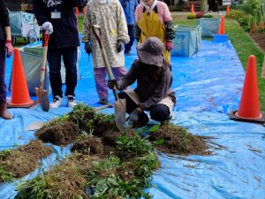 なるべく植物を傷つけないようにスコップの角度に注意。