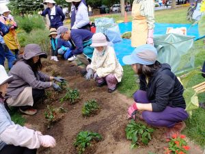 元の宿根草の姿を思い出しながら、見る人が多い方にボリュームをもたせましょう。