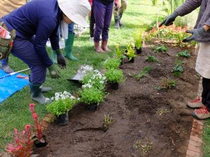 枠の側は根が張れないので、少し離して植えましょう。