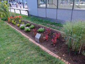 作業後の花壇　すっきりきれいになりました